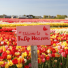 Tulip Experience Amsterdam: Entry Ticket